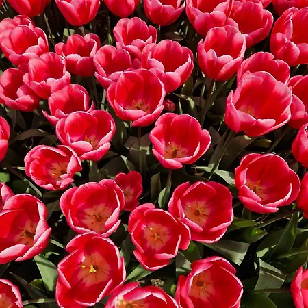 Rand Wieringen Ibiza En Afrika *