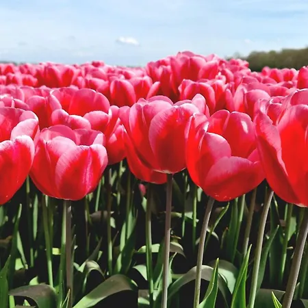 Rand Wieringen Ibiza En Afrika Lejlighed