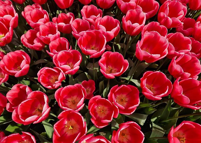 Rand Wieringen Ibiza En Afrika *