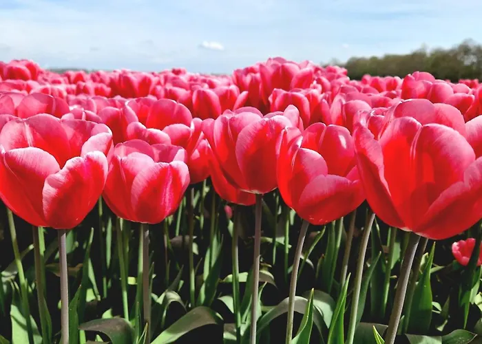 Rand Wieringen Ibiza En Afrika Apartman